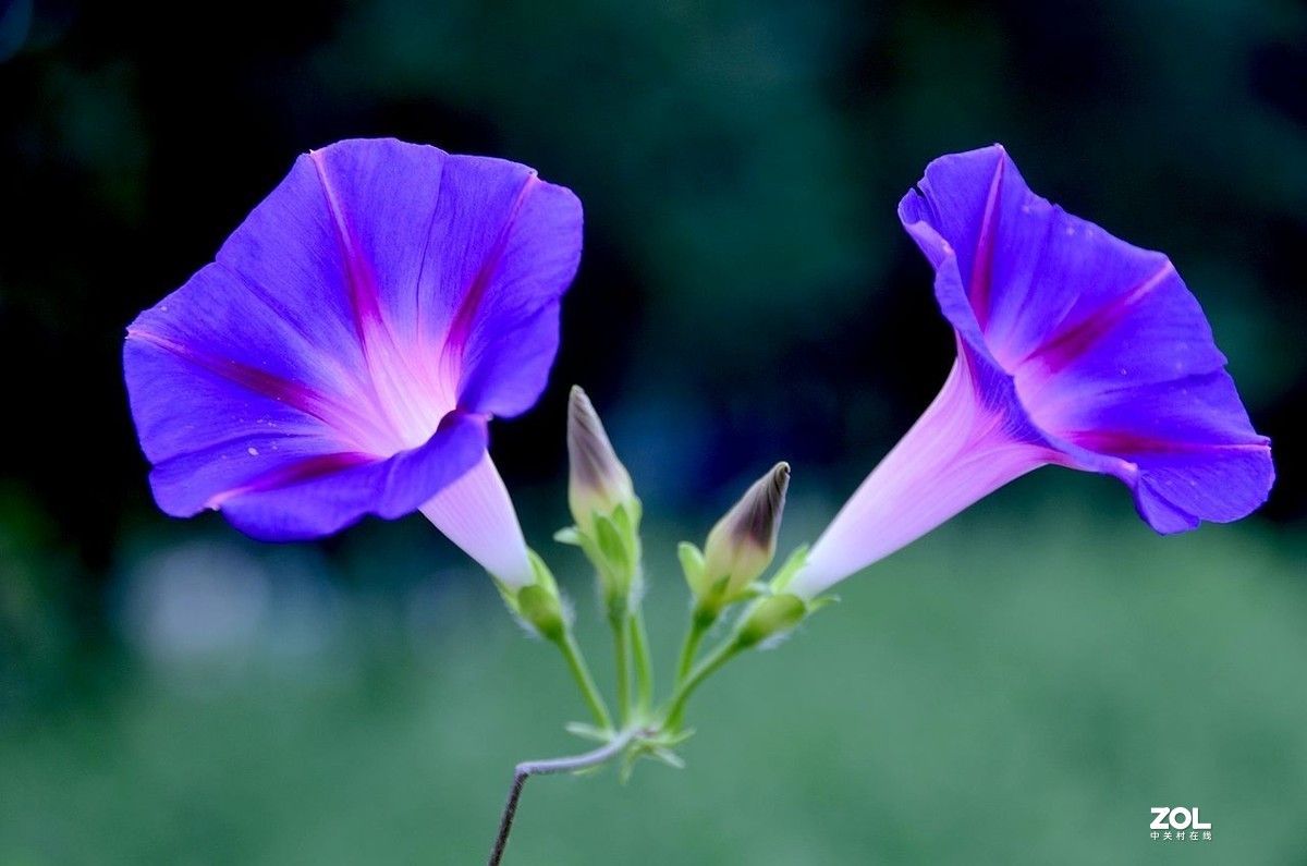 牵 牛 花 ---------。