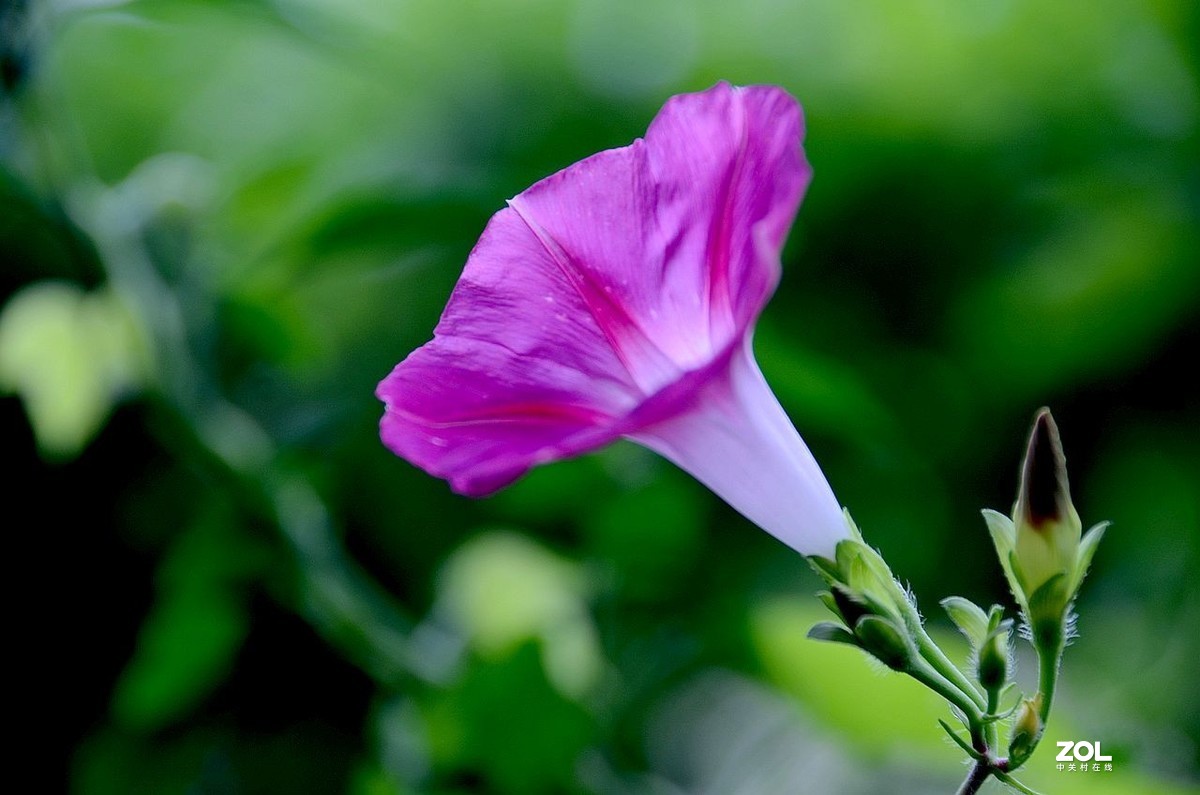 牵 牛 花 ---------。