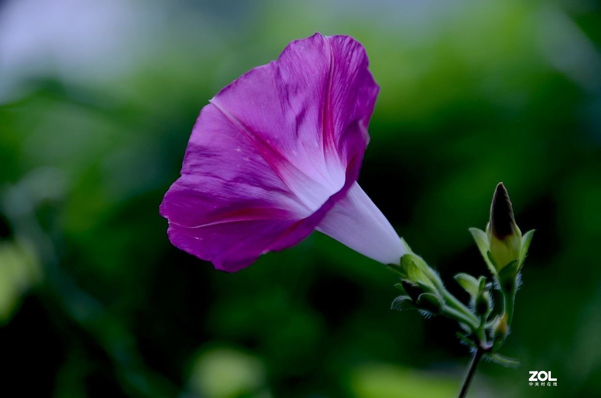 牵 牛 花 ---------。