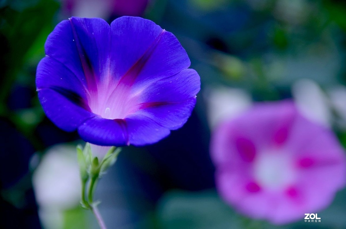 牵 牛 花 ---------。