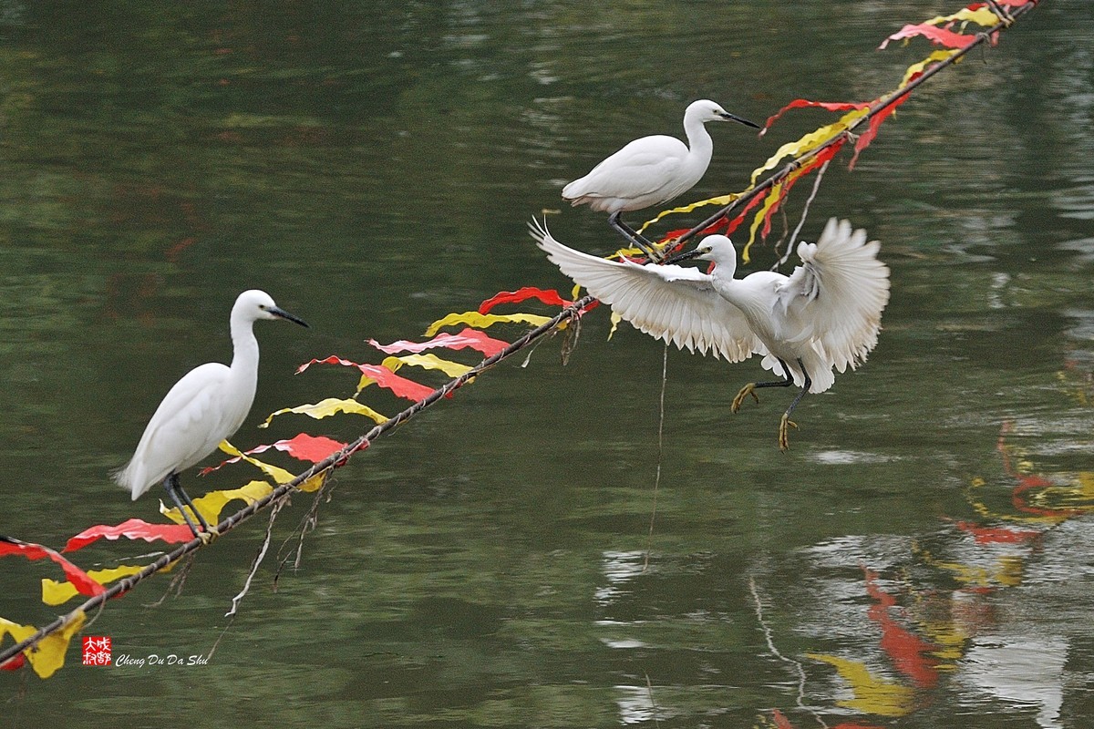 拍鹭纪实【82】