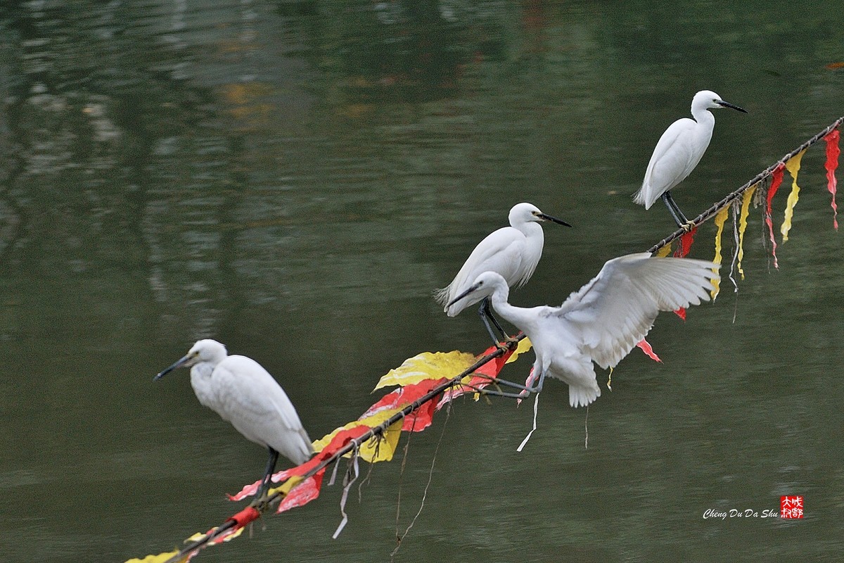 拍鹭纪实【82】