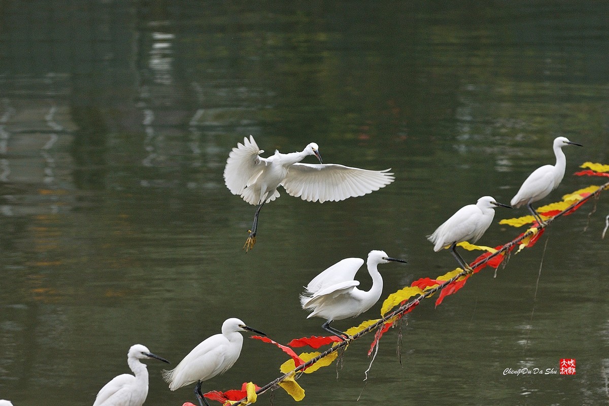 拍鹭纪实【82】