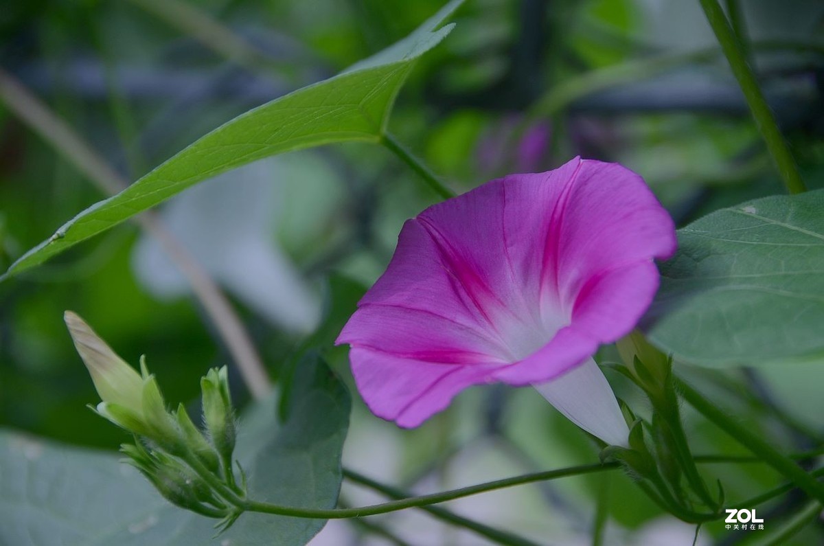 牵 牛 花 ---------。