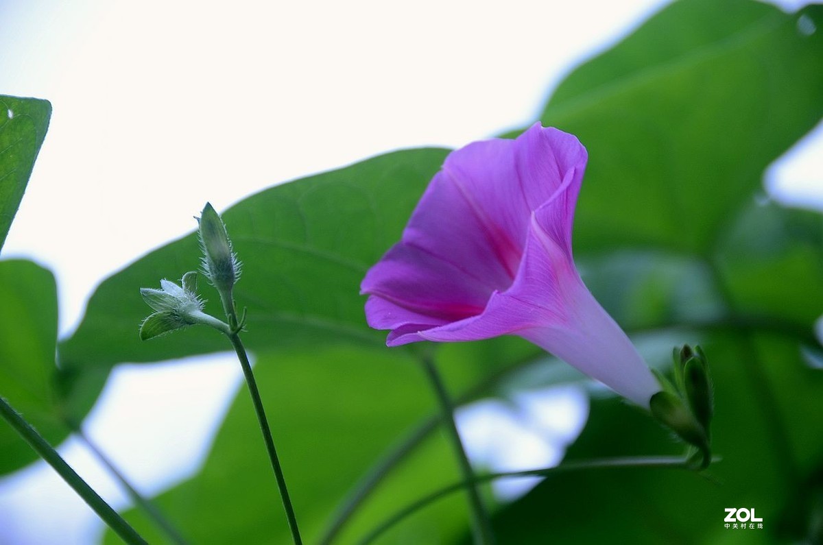 牵 牛 花 ---------。