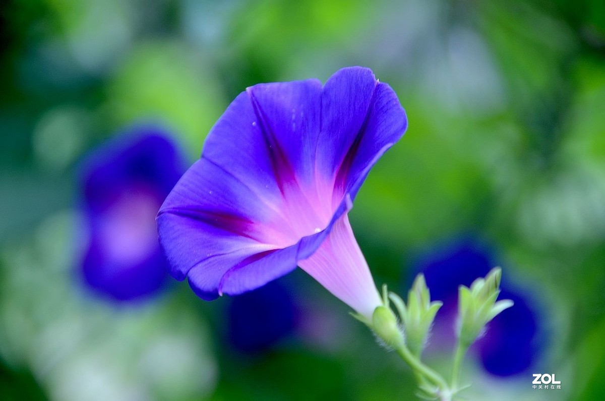 牵 牛 花 ---------。