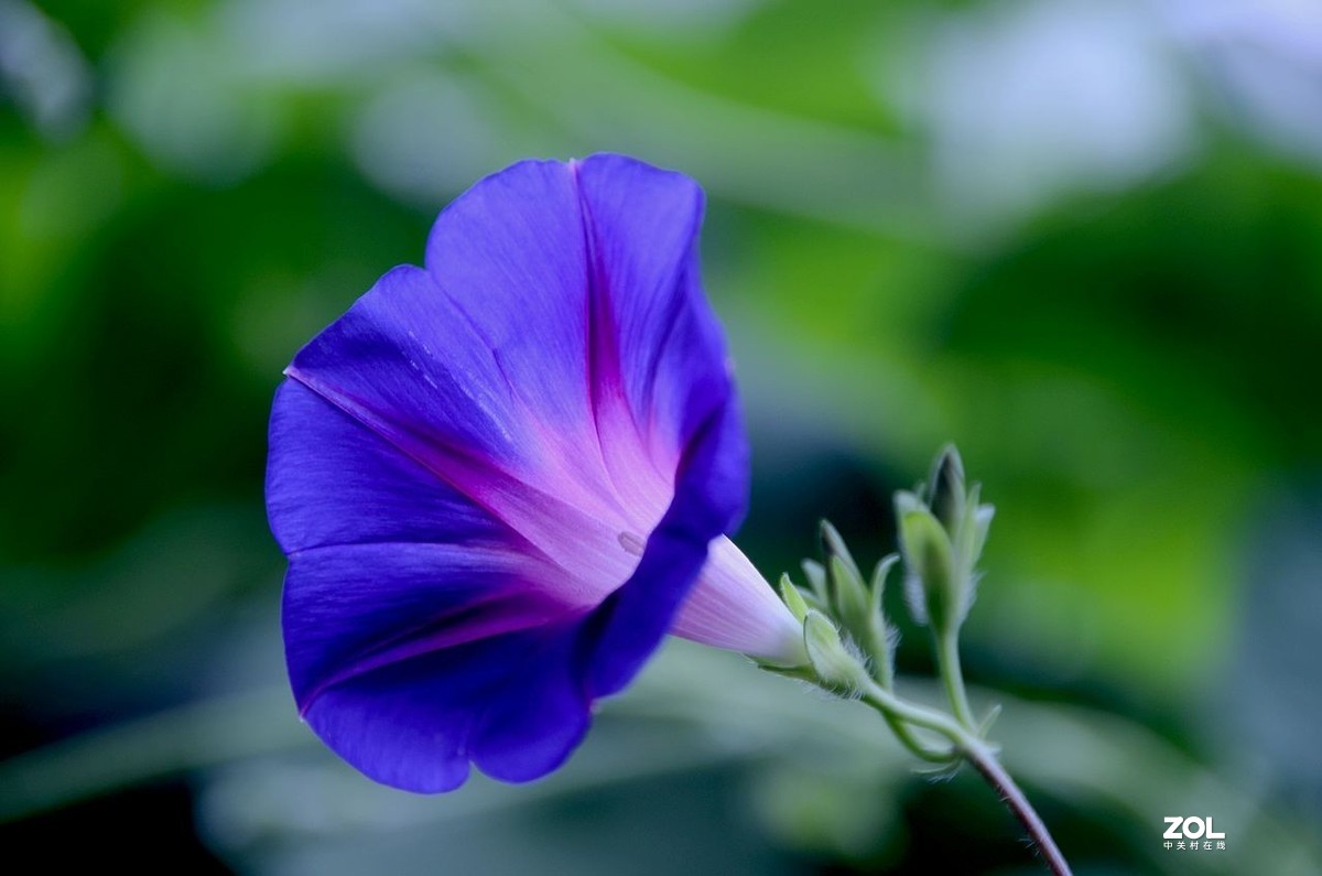 牵 牛 花 ---------。