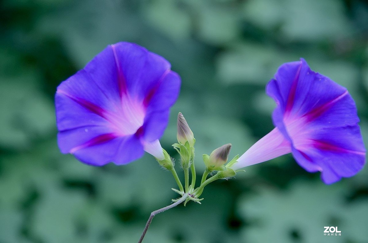 牵 牛 花 ---------。