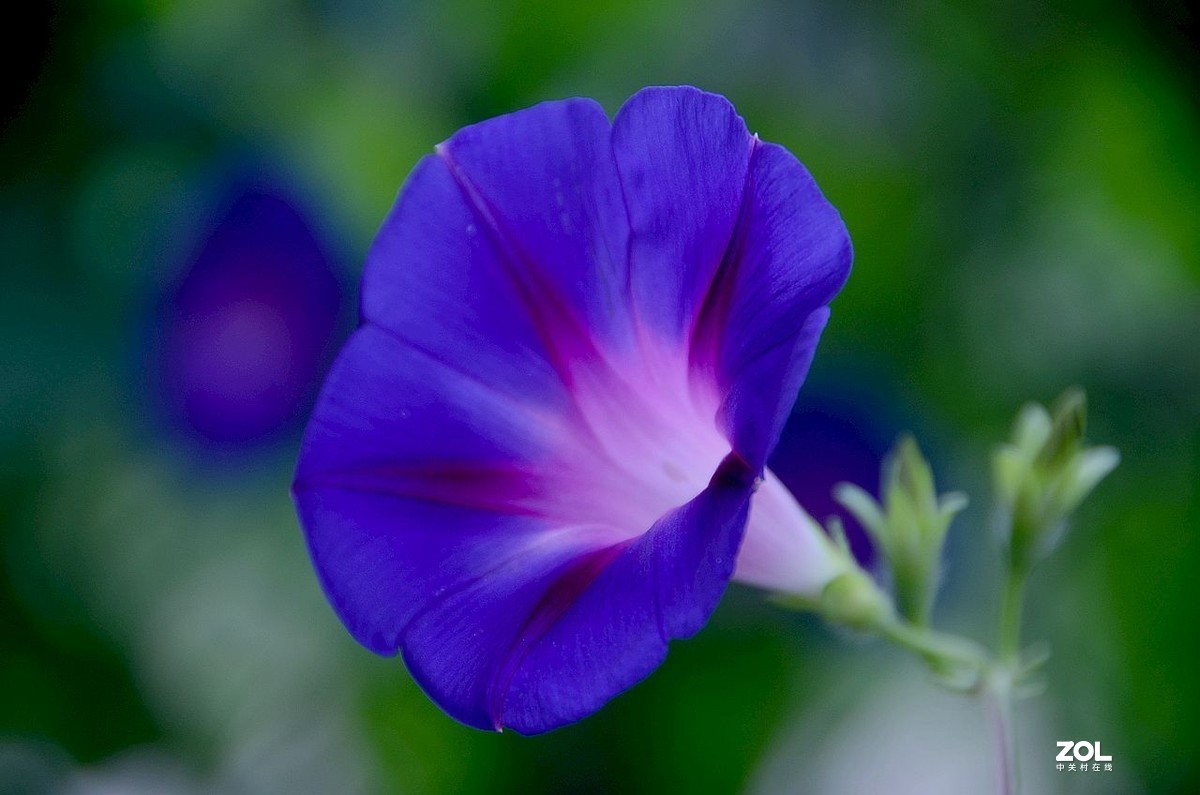 牵 牛 花 ---------。