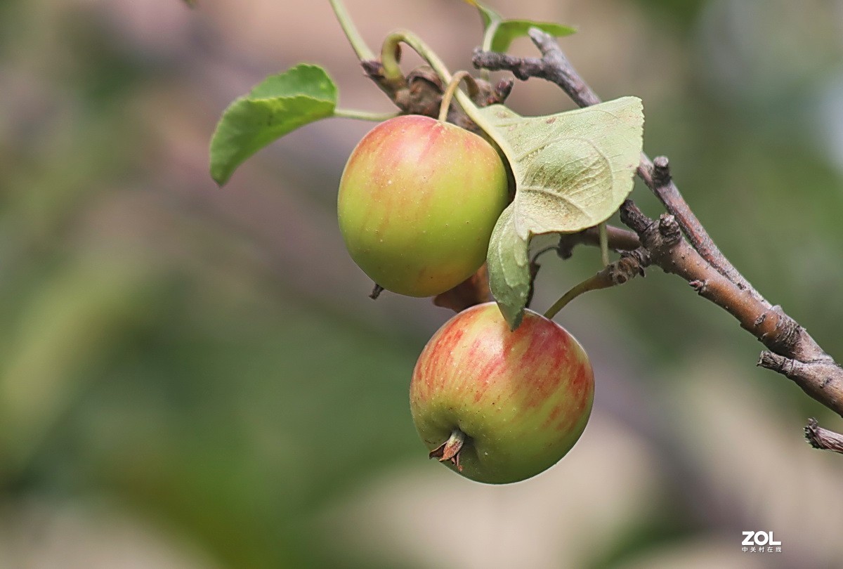 小区游拍——海棠果