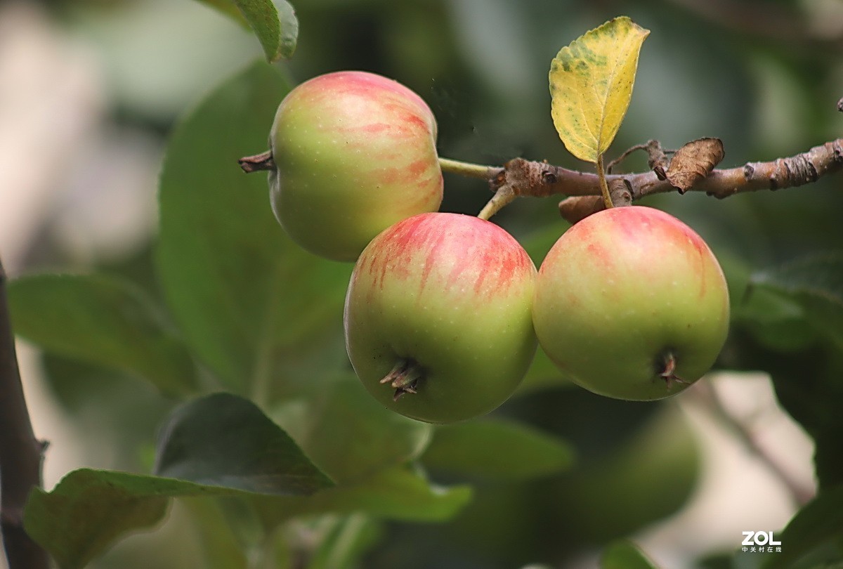 小区游拍——海棠果