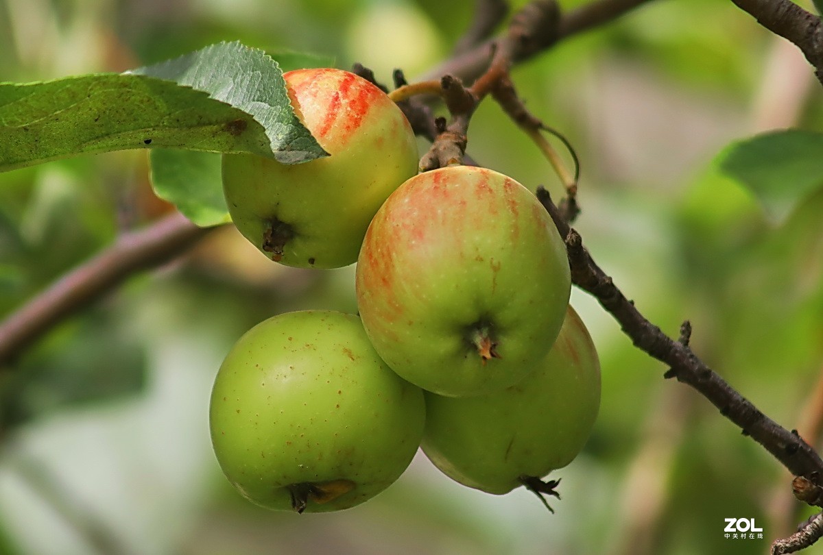 小区游拍——海棠果