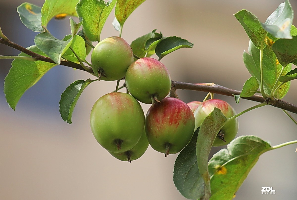 小区游拍——海棠果