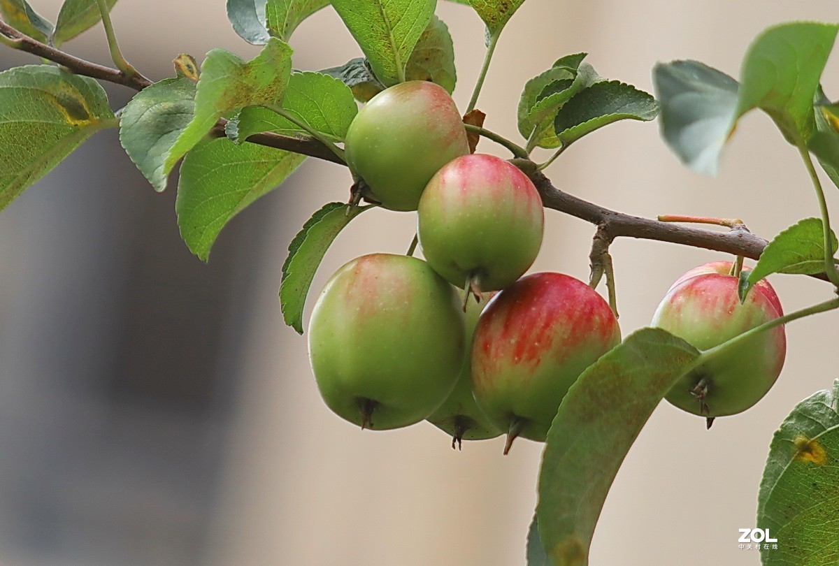 小区游拍——海棠果