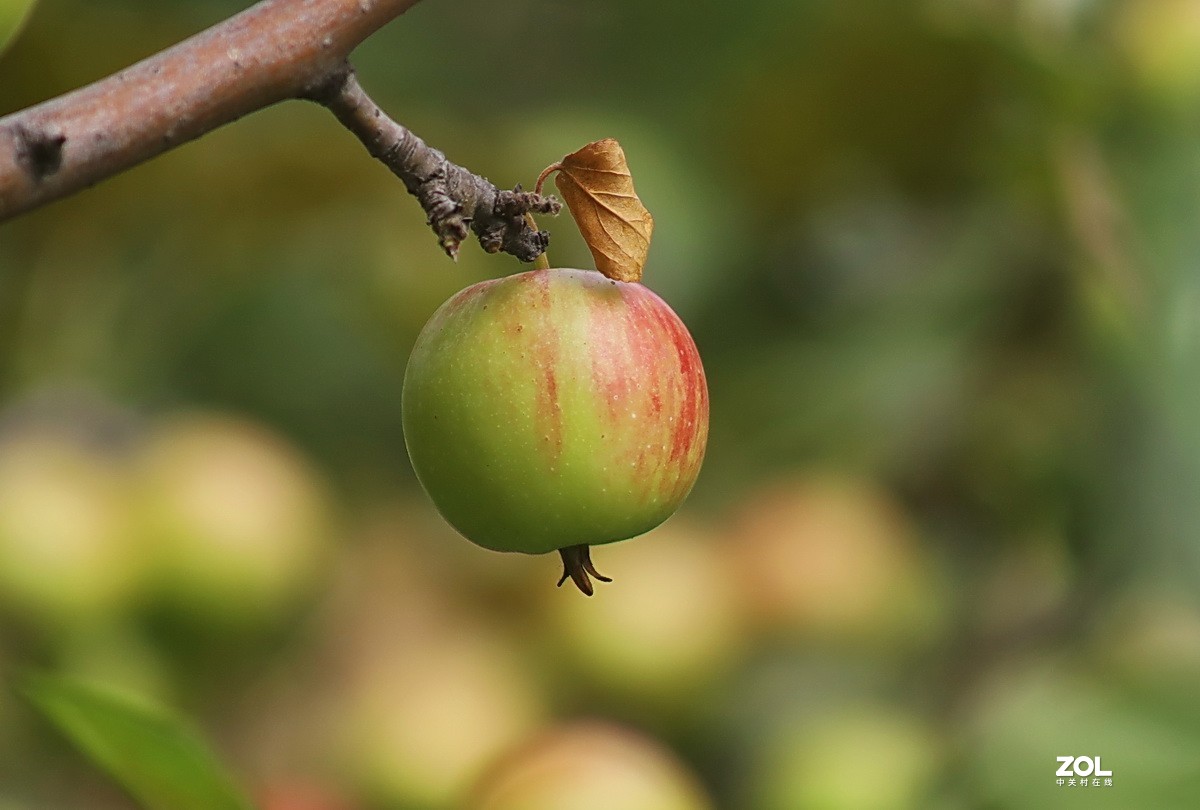小区游拍——海棠果