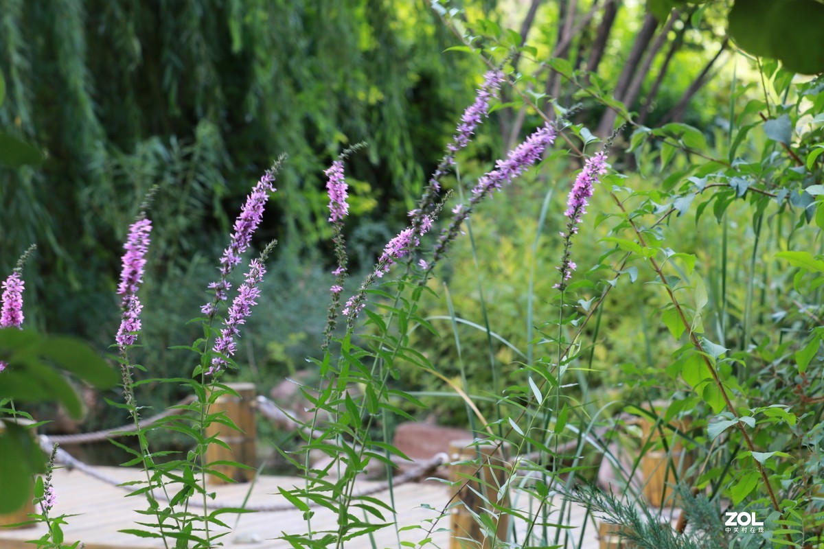 虚化的效果不错