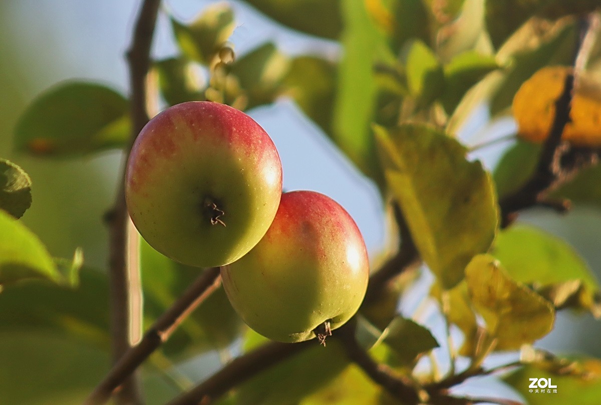 小区游拍——海棠果