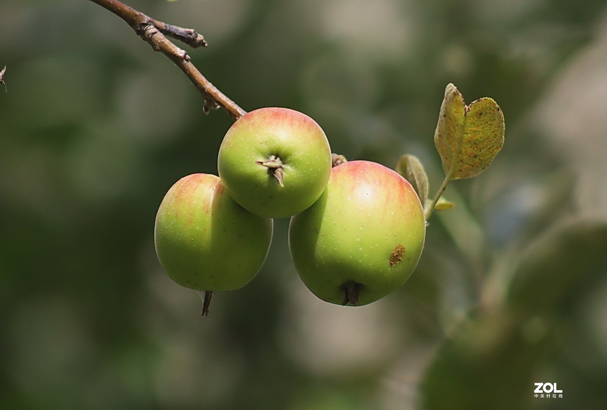 小区游拍——海棠果