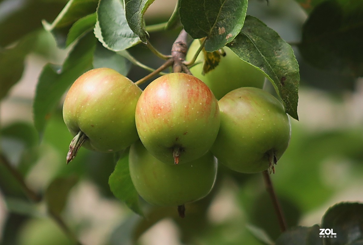 小区游拍——海棠果