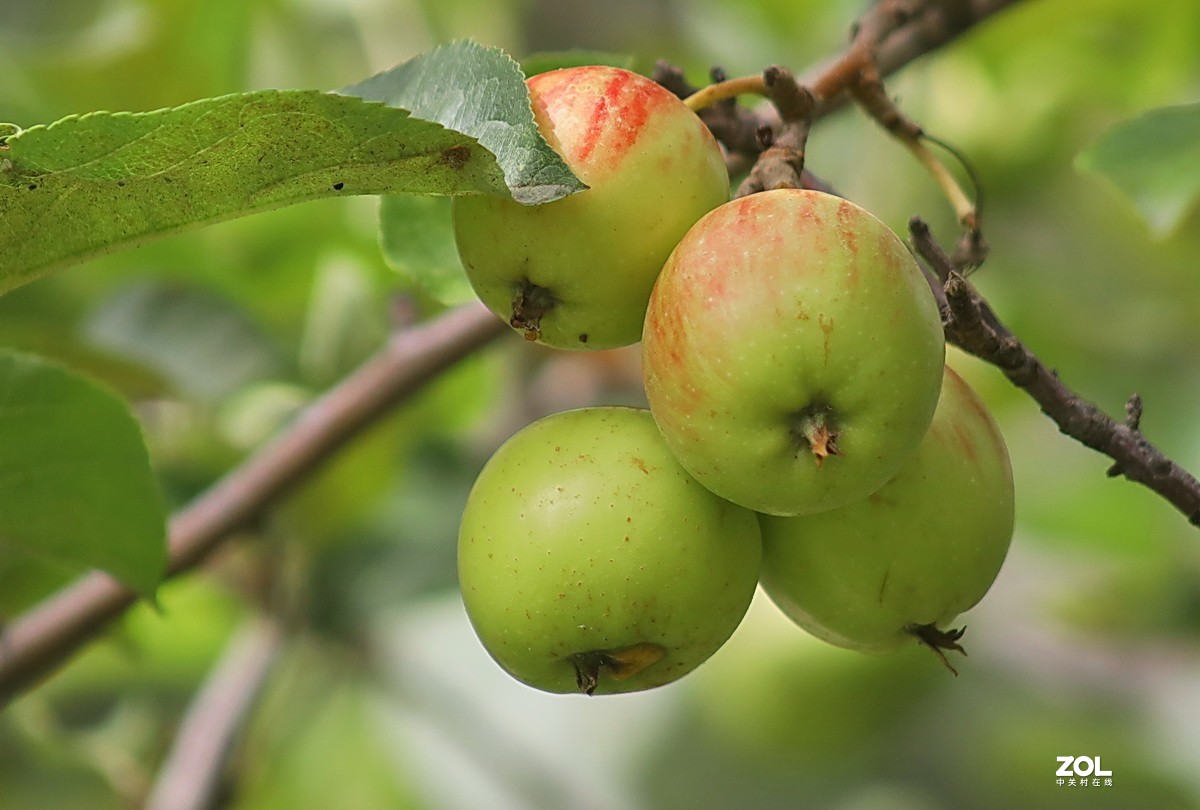 小区游拍——海棠果
