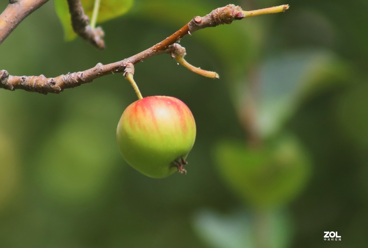 小区游拍——海棠果