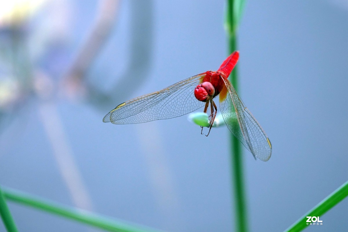 漂亮红蜻蜓图片摄影图__昆虫_生物世界_摄影图库_昵图网nipic.com