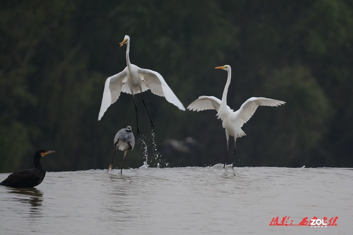 适马150-600灞河拍鸟
