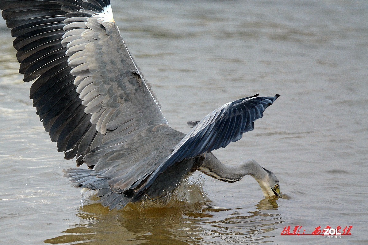 适马150-600灞河拍鸟