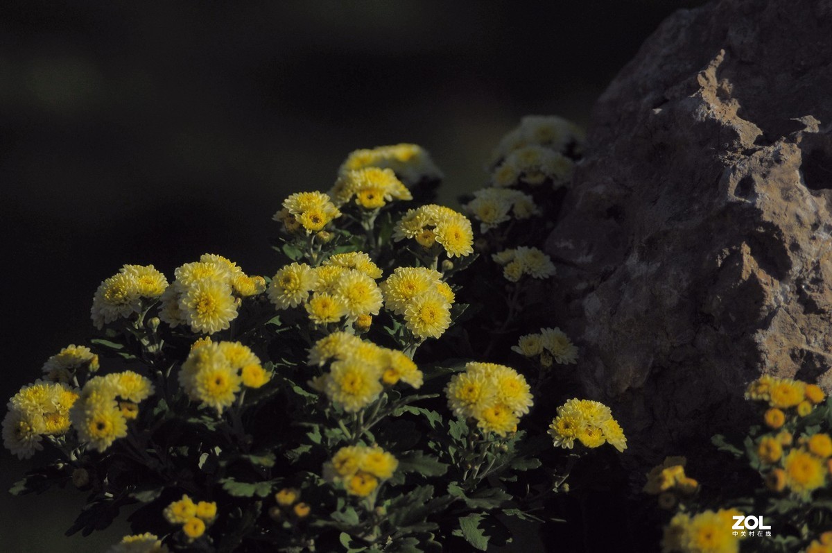 Meyer - Optik Orestor 100/2.8  拍菊花