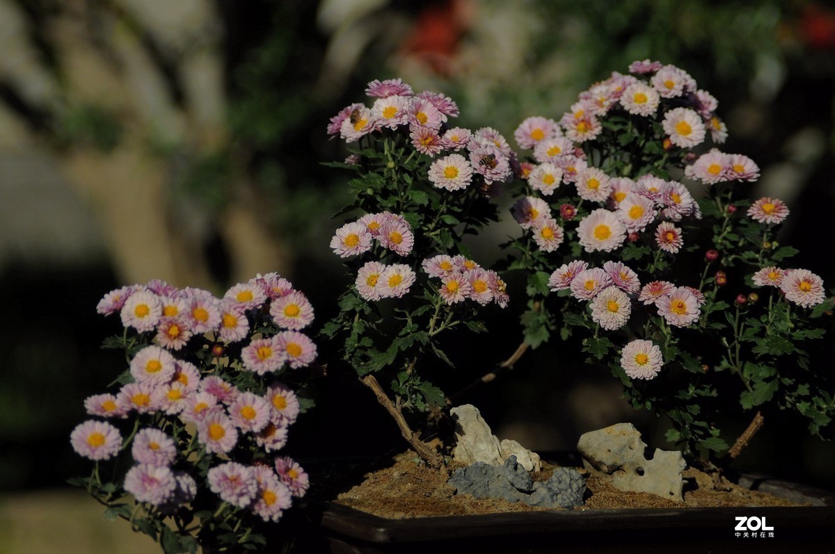 Meyer - Optik Orestor 100/2.8  拍菊花