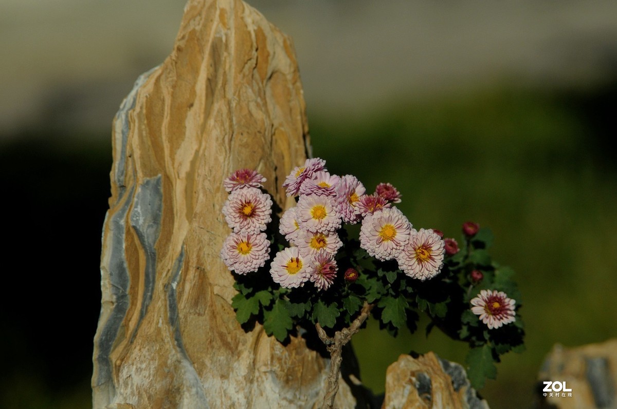 Meyer - Optik Orestor 100/2.8  拍菊花