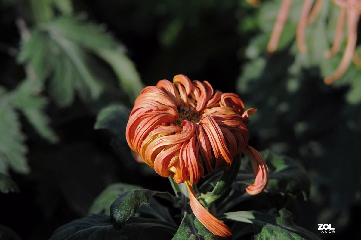 Meyer - Optik Orestor 100/2.8  拍菊花