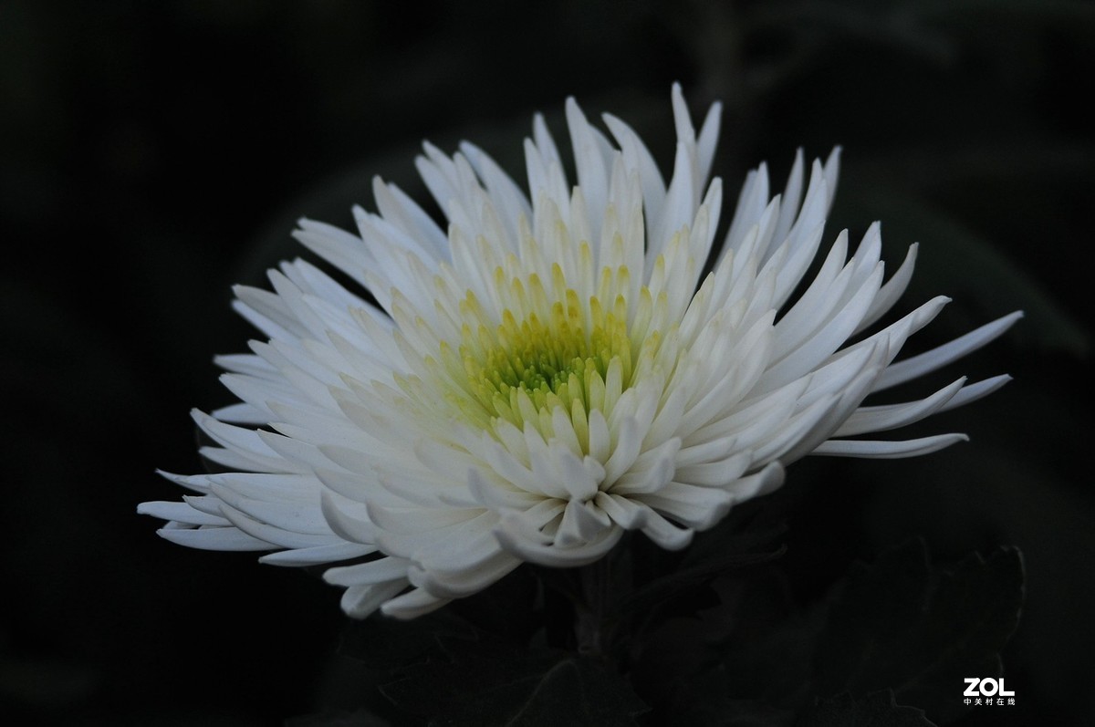 Meyer - Optik Orestor 100/2.8  拍菊花