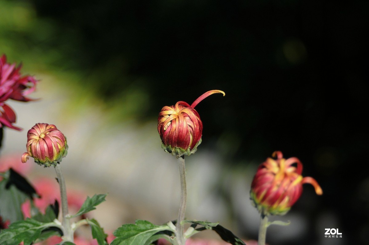 Meyer - Optik Orestor 100/2.8  拍菊花