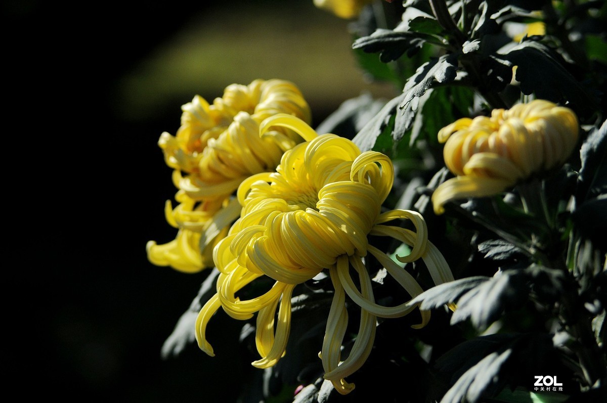 Meyer - Optik Orestor 100/2.8  拍菊花