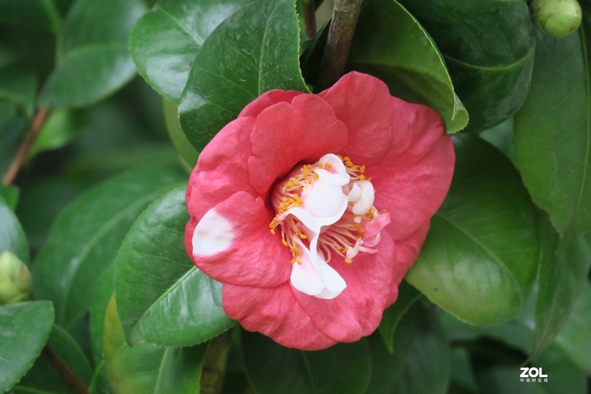 一组云南山茶花——祝大家国庆中秋双节快乐！