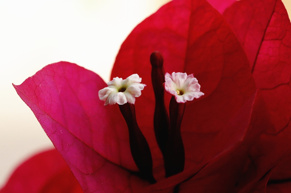 严冬红艳三角梅