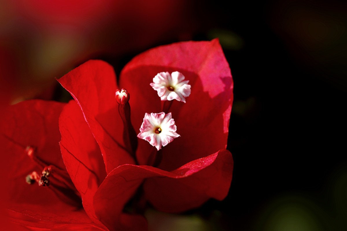 严冬红艳三角梅