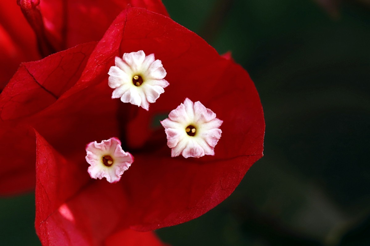 严冬红艳三角梅