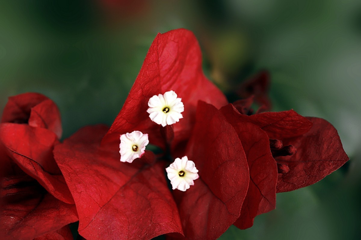 严冬红艳三角梅