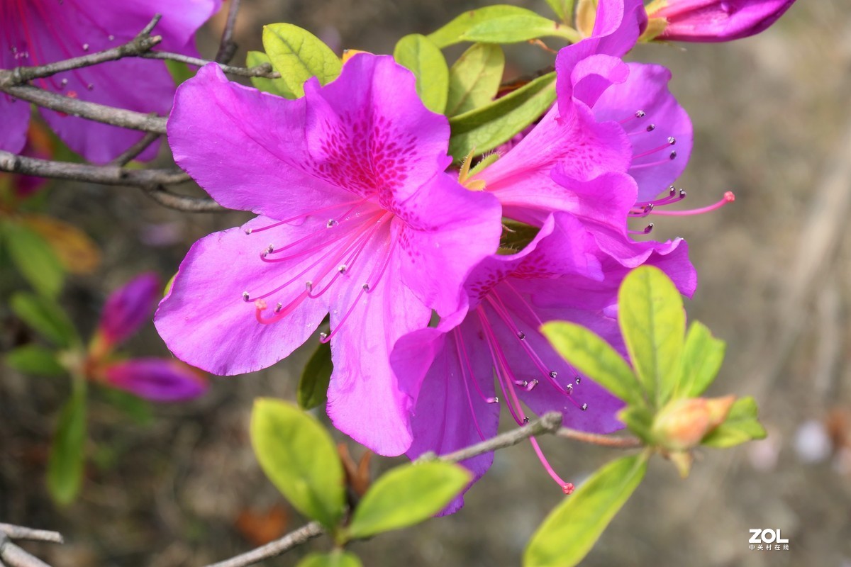 【映山红】——摄于上海伊利公园