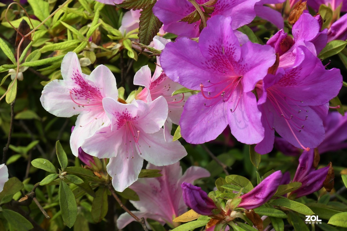 【映山红】——摄于上海伊利公园