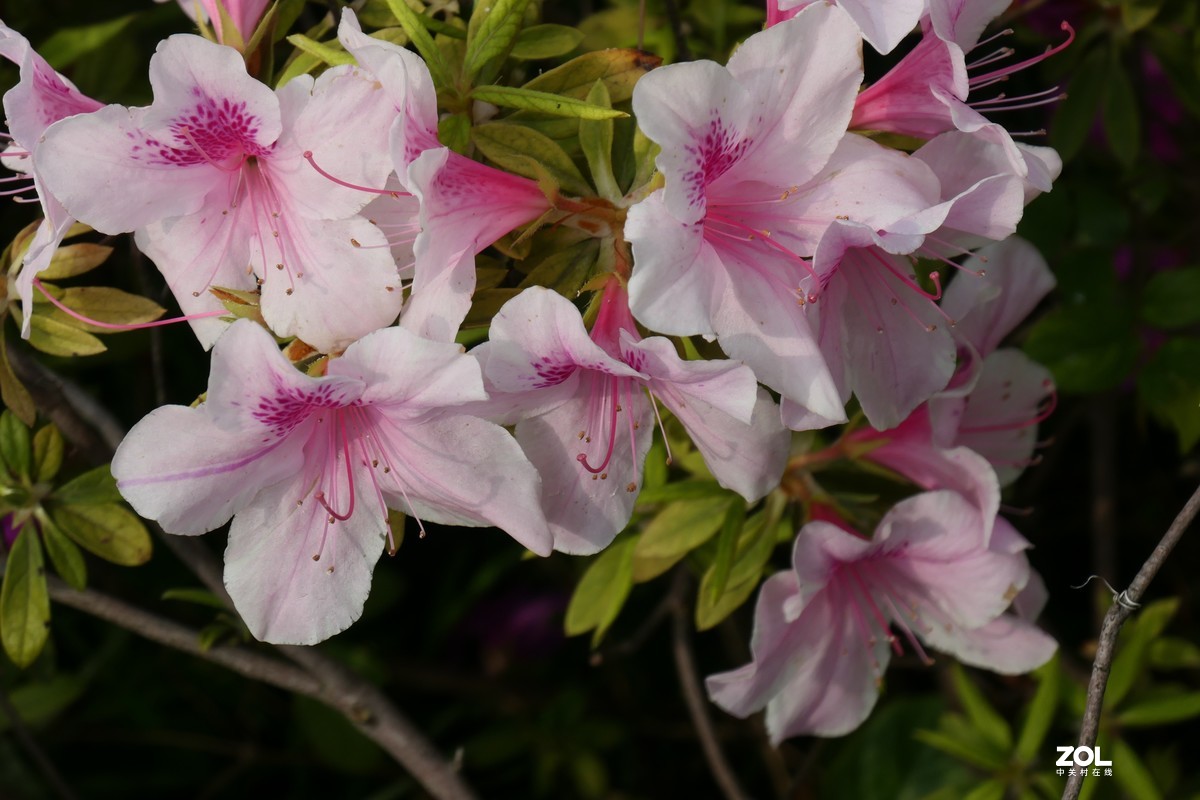【映山红】——摄于上海伊利公园