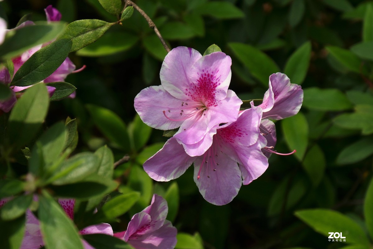 【映山红】——摄于上海伊利公园