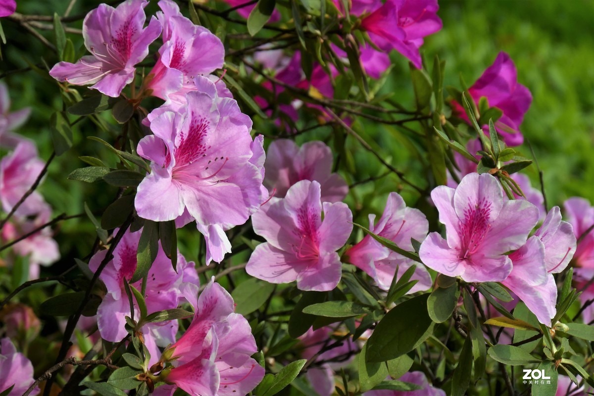 【映山红】——摄于上海伊利公园