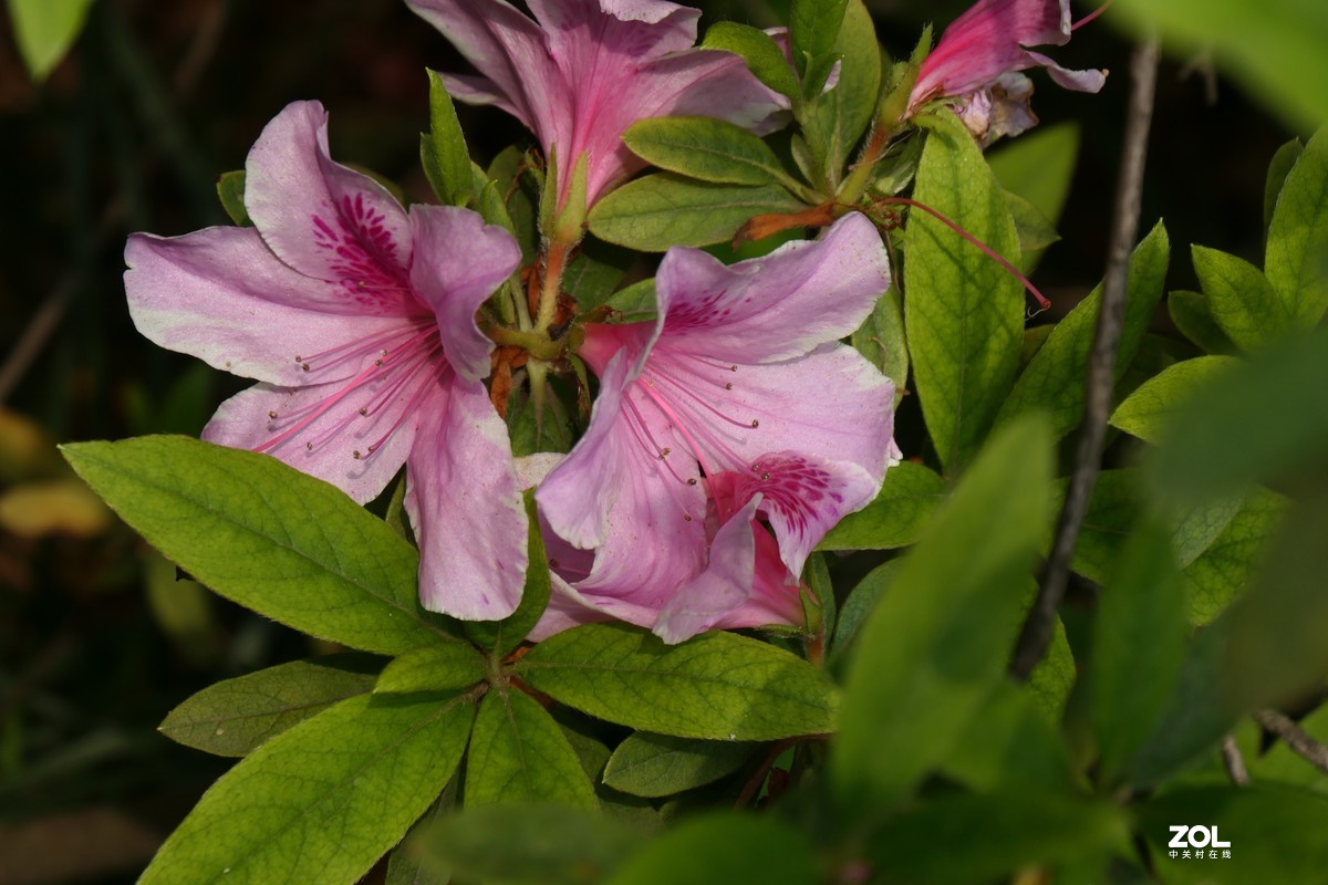 【映山红】——摄于上海伊利公园