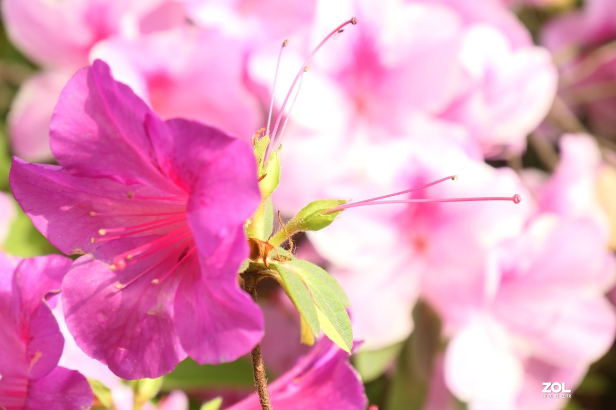 【映山红】——摄于上海伊利公园