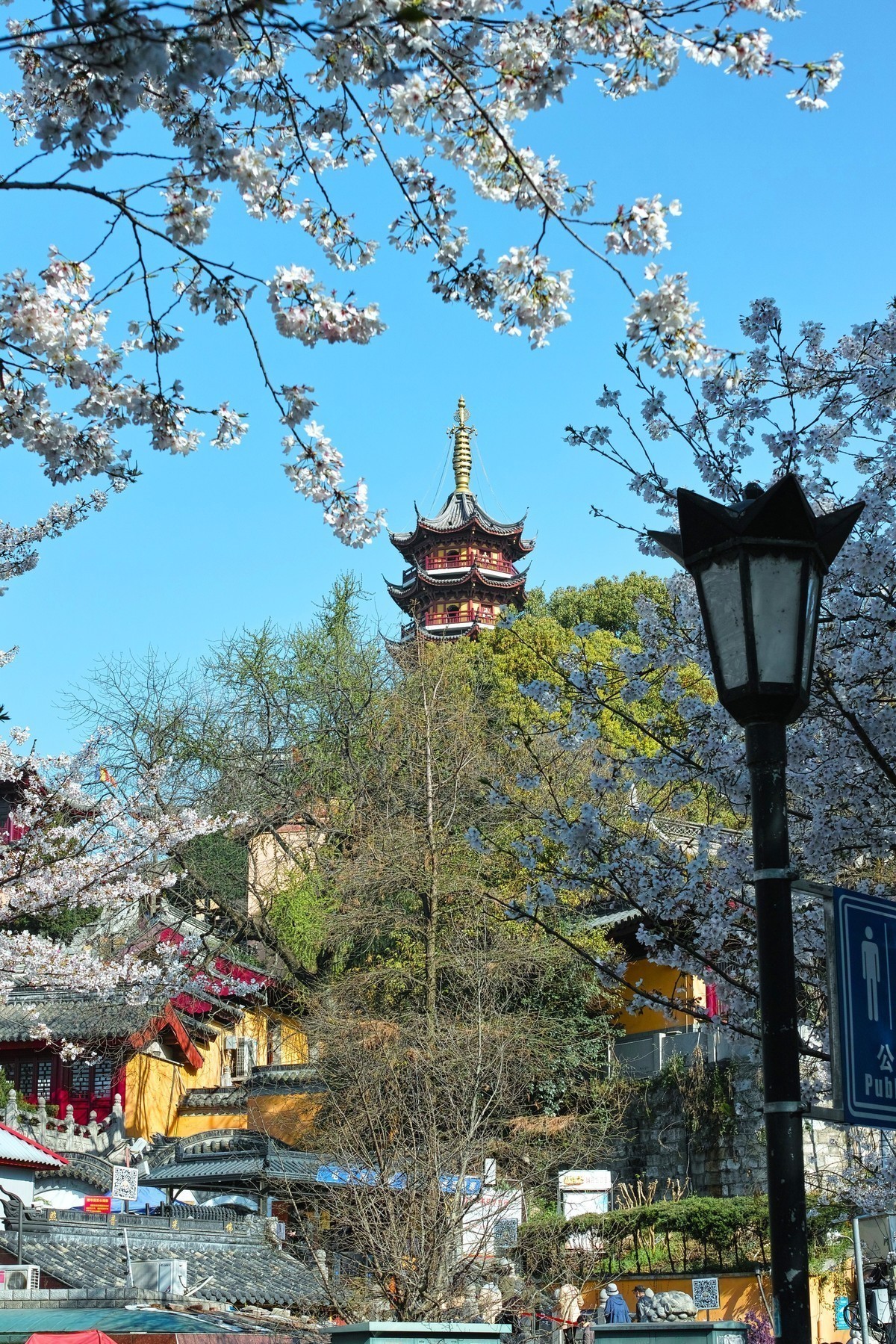南京玄武湖樱花节杂拍