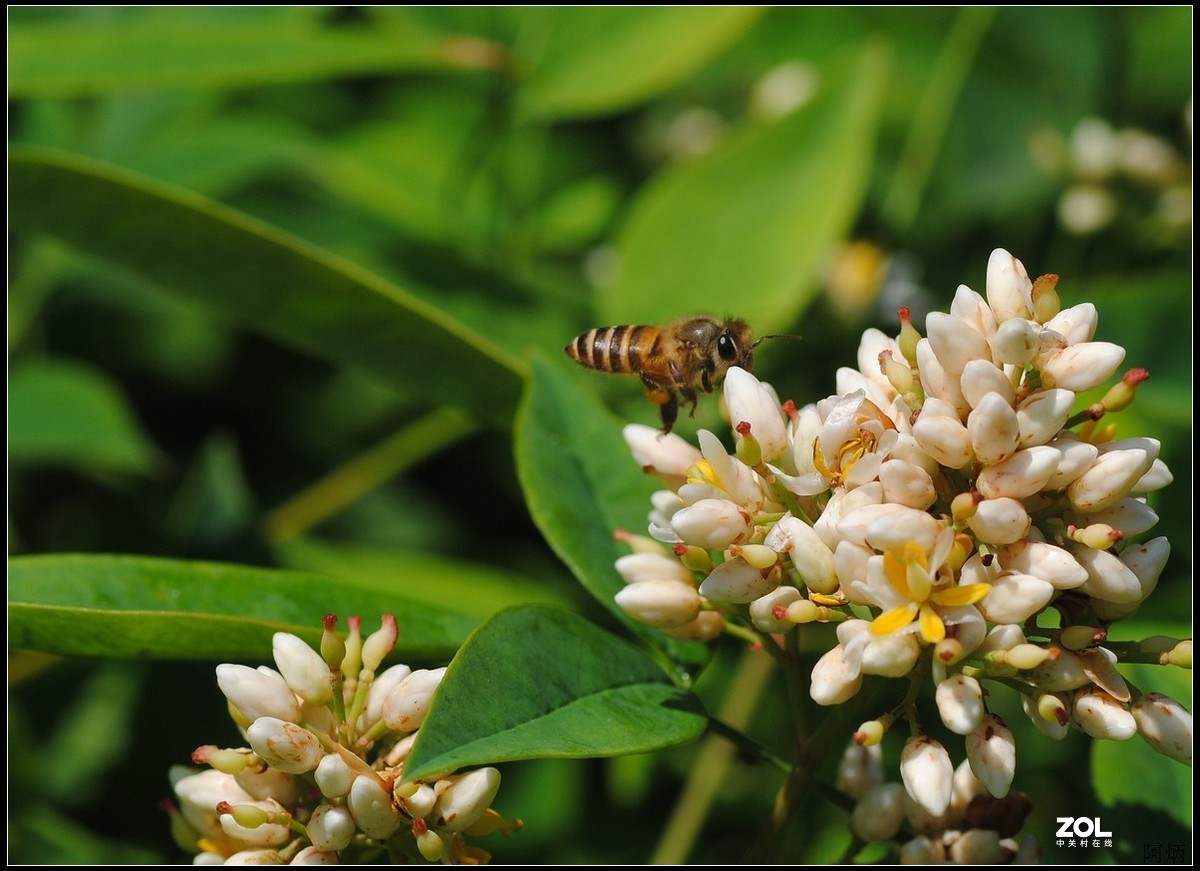 花卉练习（南天竹）