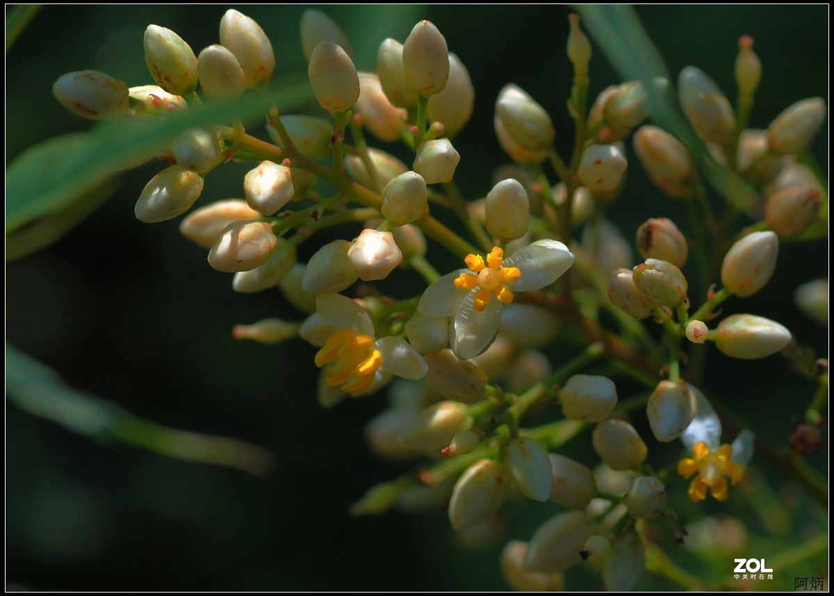 花卉练习（南天竹）